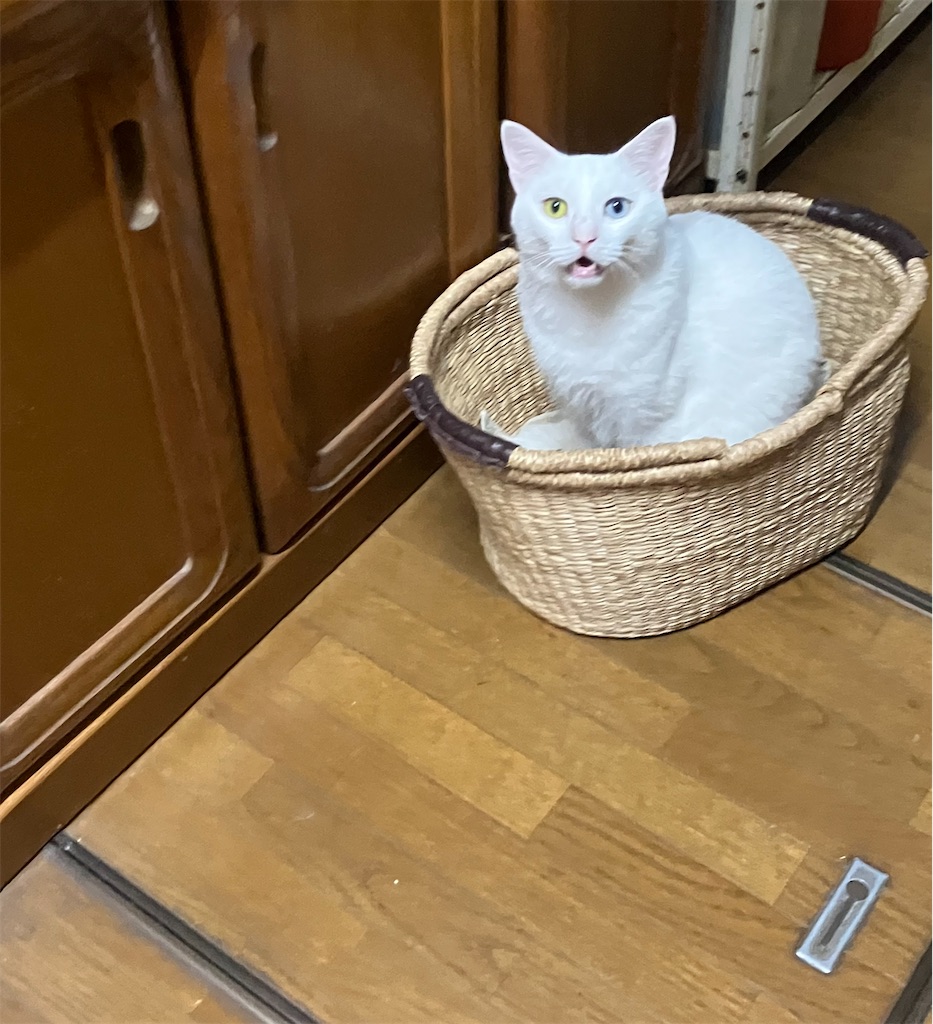 f:id:tentecoworks:20220821202839j:image