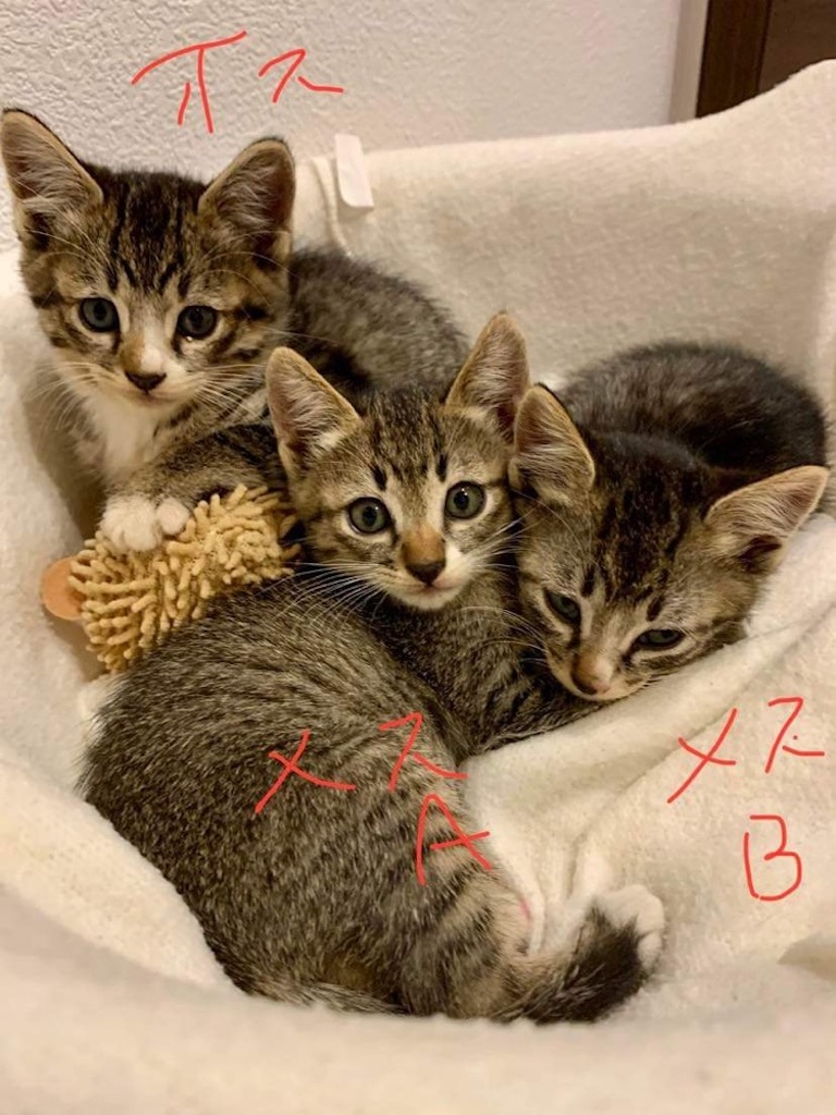 f:id:tentecoworks:20221120220906j:image f:id:tentecoworks:20221120220906j:image