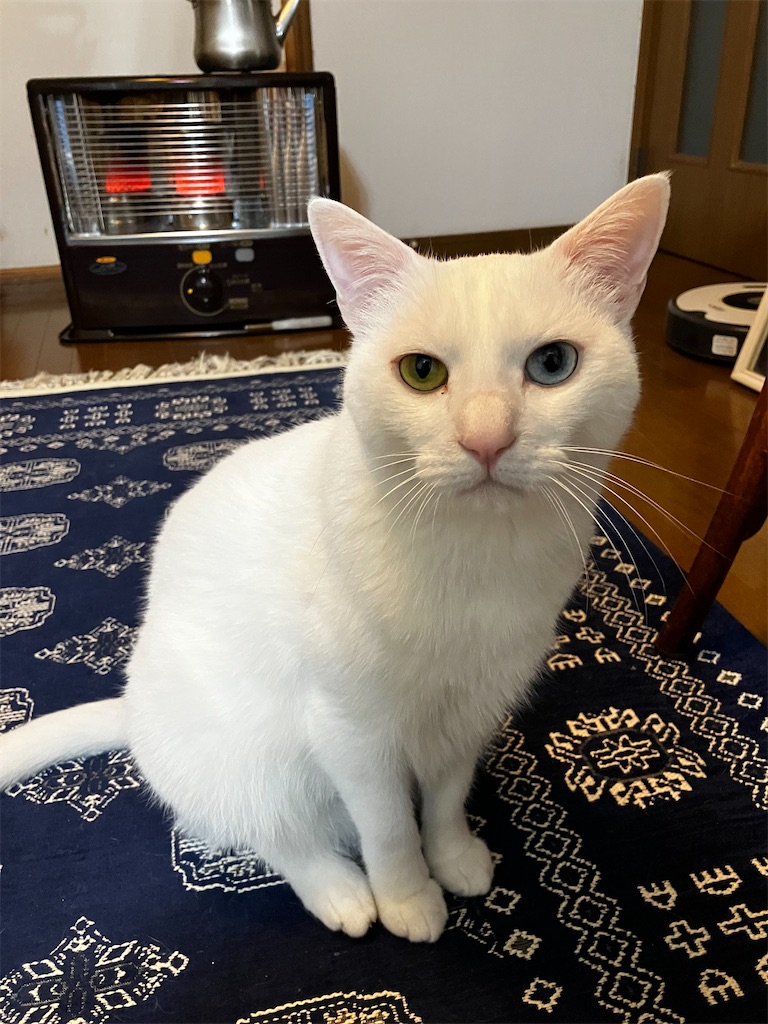 f:id:tentecoworks:20230117161225j:image