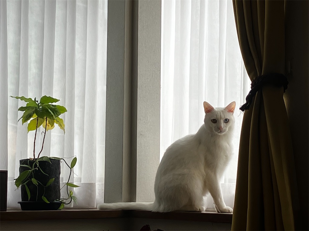 f:id:tentecoworks:20230119222525j:image