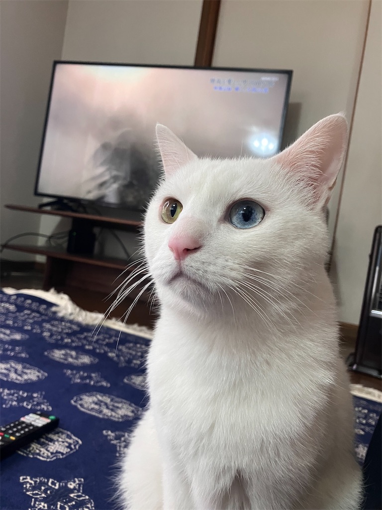 f:id:tentecoworks:20230210225446j:image