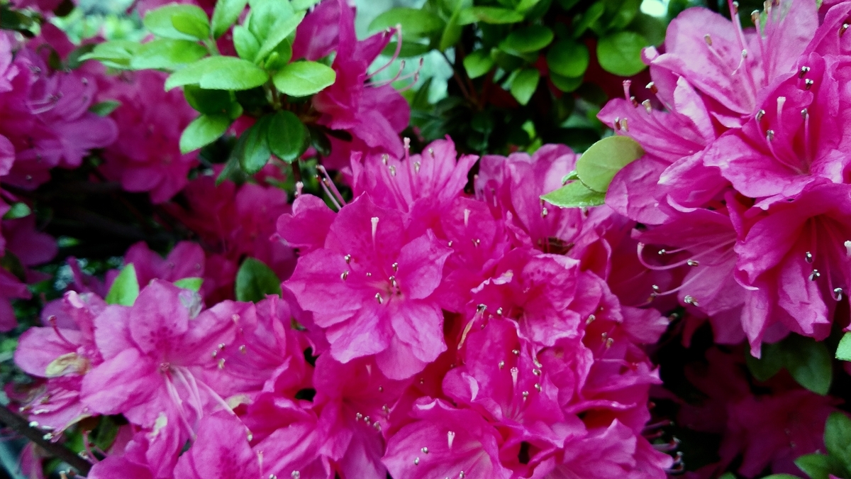 f:id:tenthousand:20210422224513j:plain