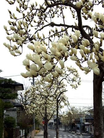 f:id:tenti:20070406205302j:image f:id:tenti:20070406205302j:image