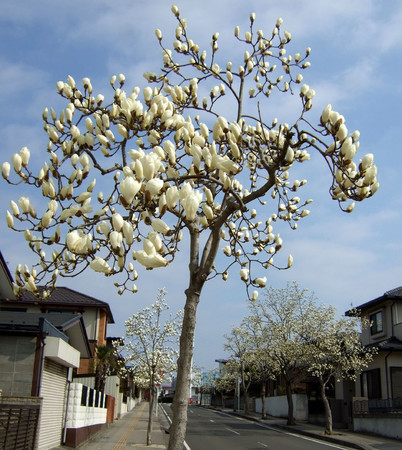 f:id:tenti:20070406205659j:image f:id:tenti:20070406205659j:image