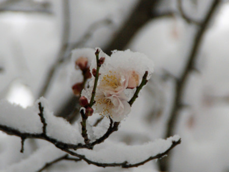 f:id:tenti:20100404183259j:image:w330 f:id:tenti:20100404183259j:image:w330