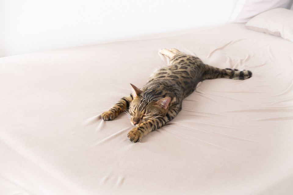 f:id:tentsu_media:20190613185600j:plain f:id:tentsu_media:20190613185600j:plain