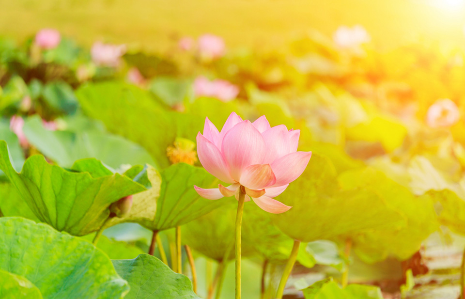 f:id:tentsu_media:20190619183554j:plain f:id:tentsu_media:20190619183554j:plain