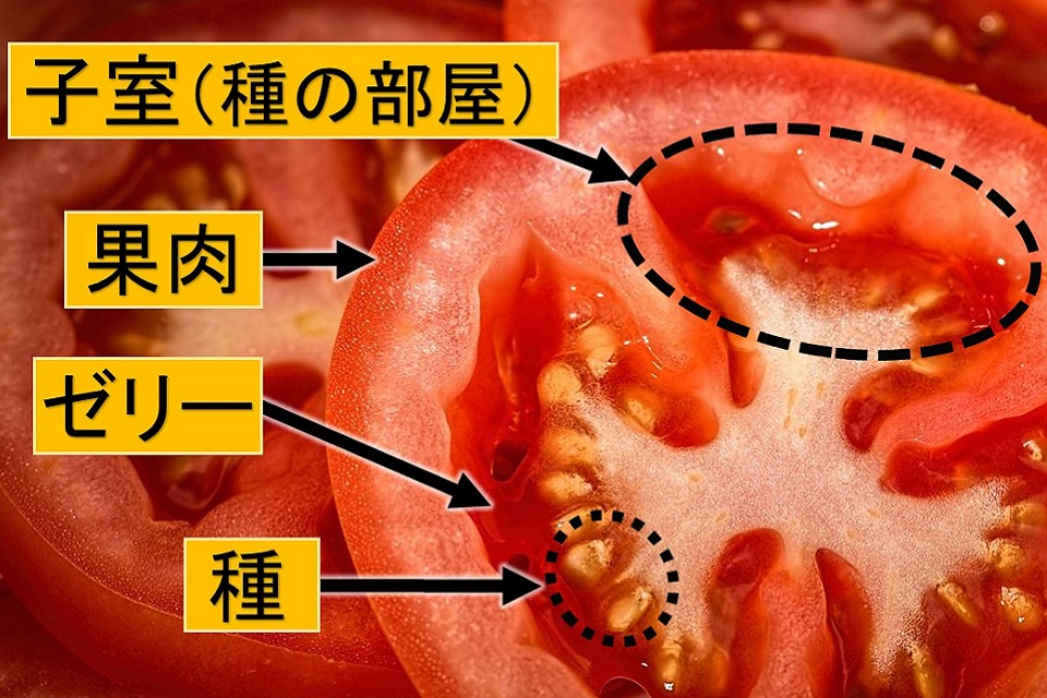 f:id:tentsu_media:20191030184035j:plain f:id:tentsu_media:20191030184035j:plain