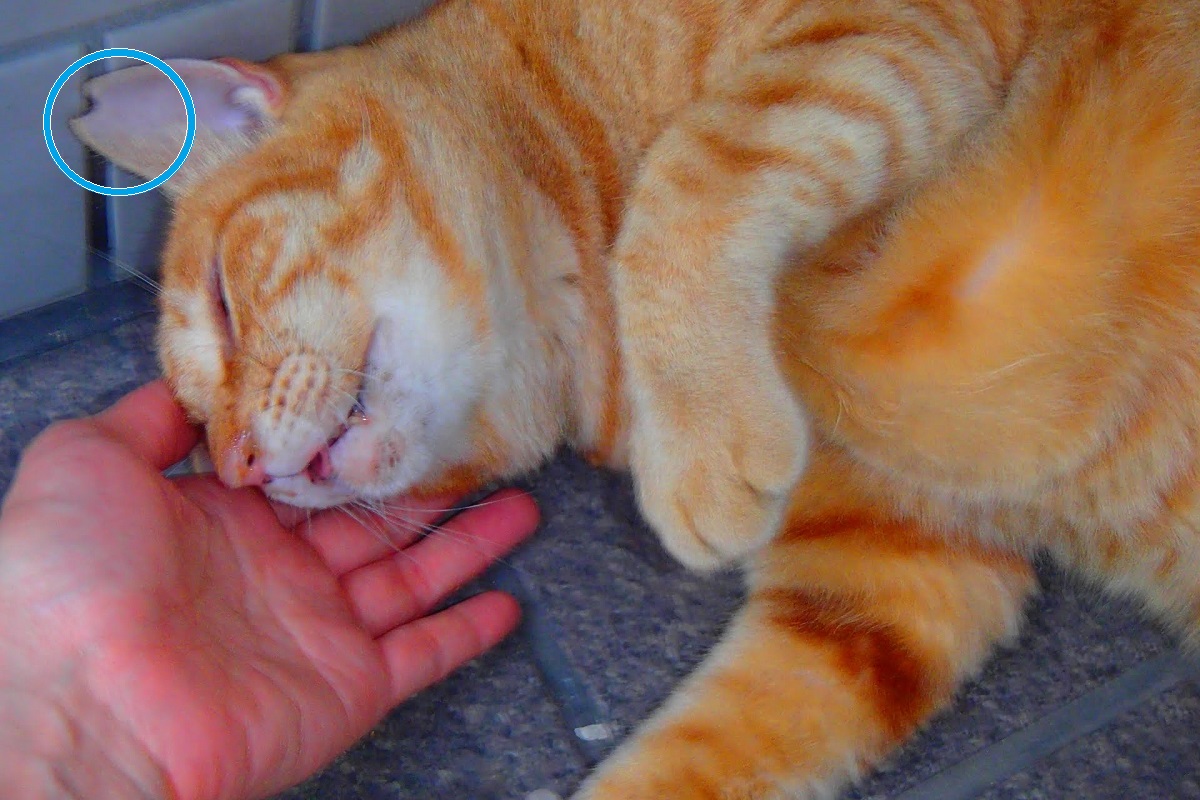f:id:tentsu_media:20200106154157j:plain 不妊手術の印に耳先をカットされた猫