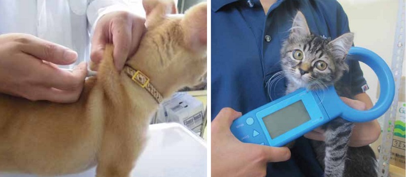 f:id:tentsu_media:20200107121520j:plain マイクロチップを埋め込まれる犬と読み取りされる猫