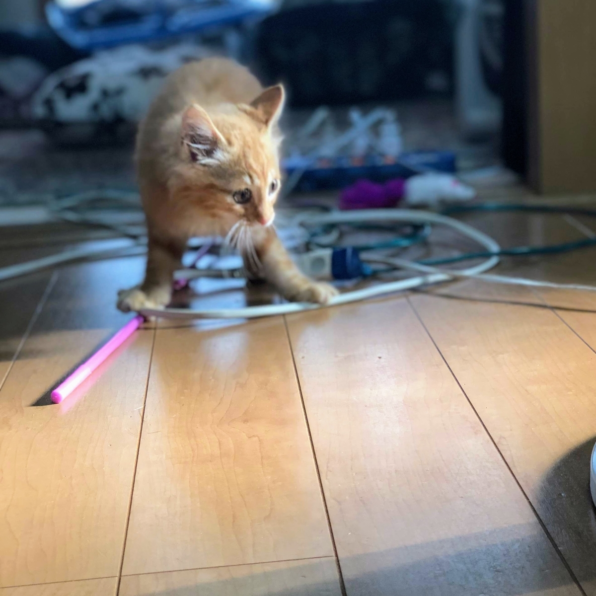 f:id:tentsu_media:20200110154252j:plain いたずらをする猫