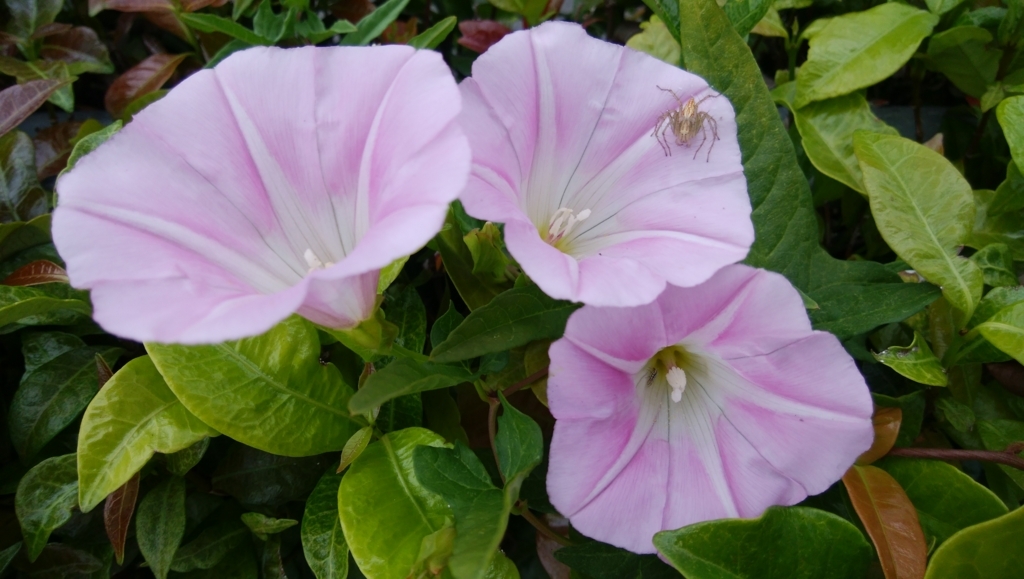f:id:tenuguisan:20180525112852j:plain f:id:tenuguisan:20180525112852j:plain