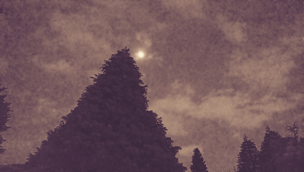 f:id:tenuguisan:20190520152952j:plain