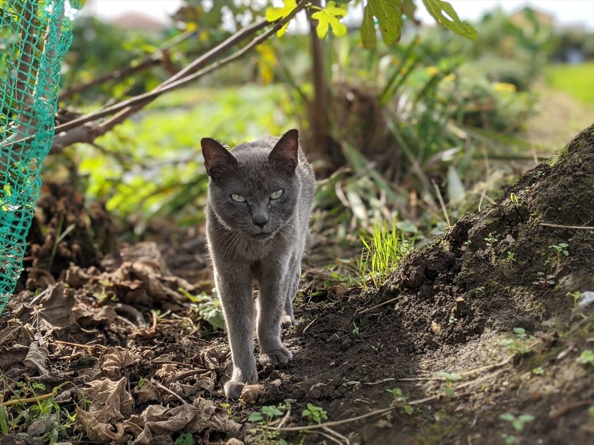 f:id:tenyard:20201019223722j:plain