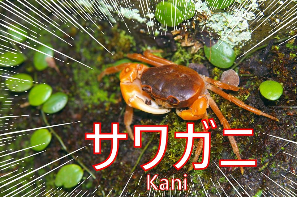 f:id:tenyard:20210502170005j:plain