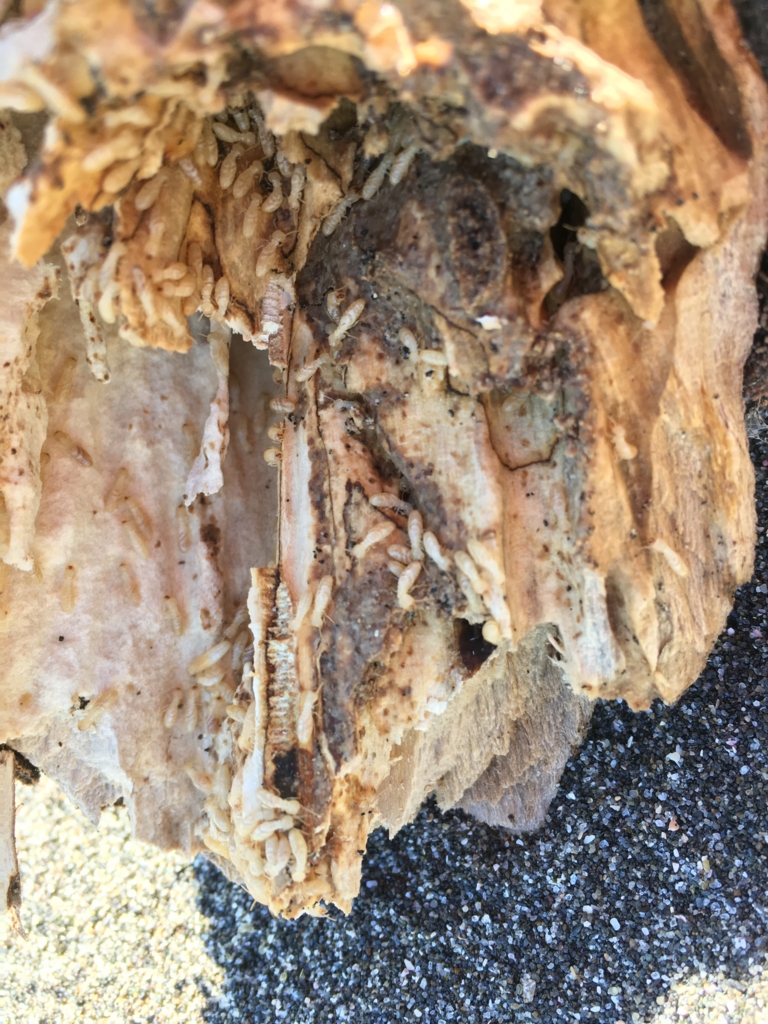 f:id:teoriahc:20161104173845j:plain f:id:teoriahc:20161104173845j:plain