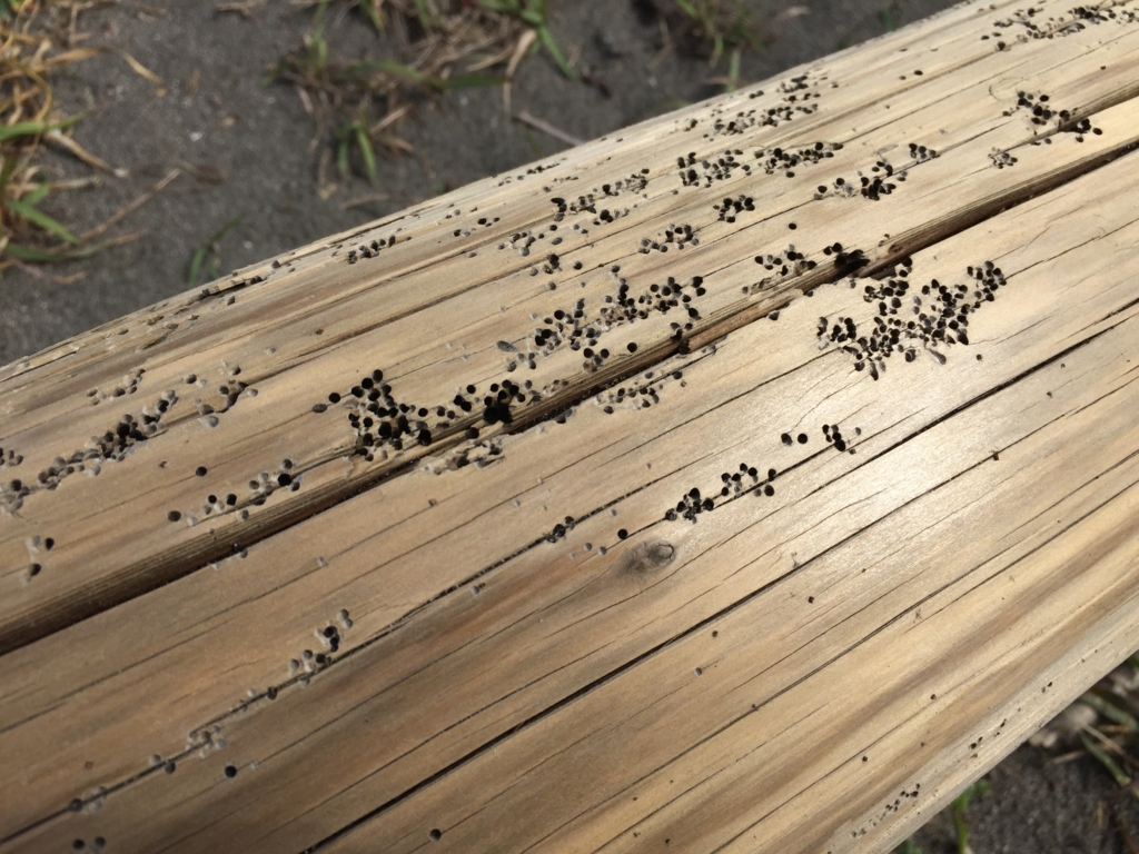 f:id:teoriahc:20161104181824j:plain f:id:teoriahc:20161104181824j:plain