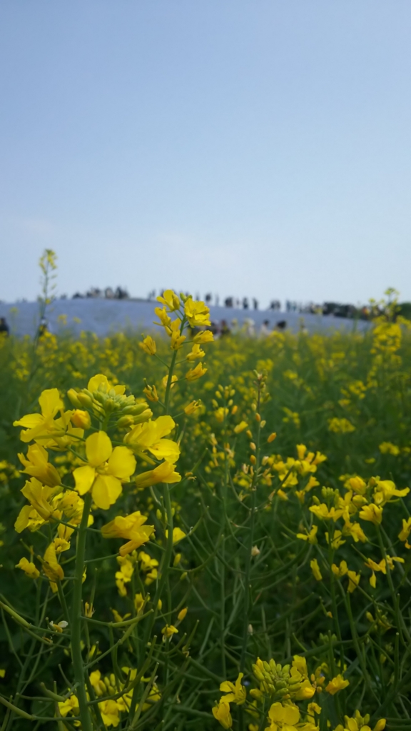 f:id:teoriahc:20170418180826j:plain