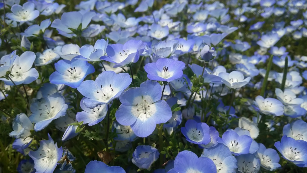 f:id:teoriahc:20170418180905j:plain