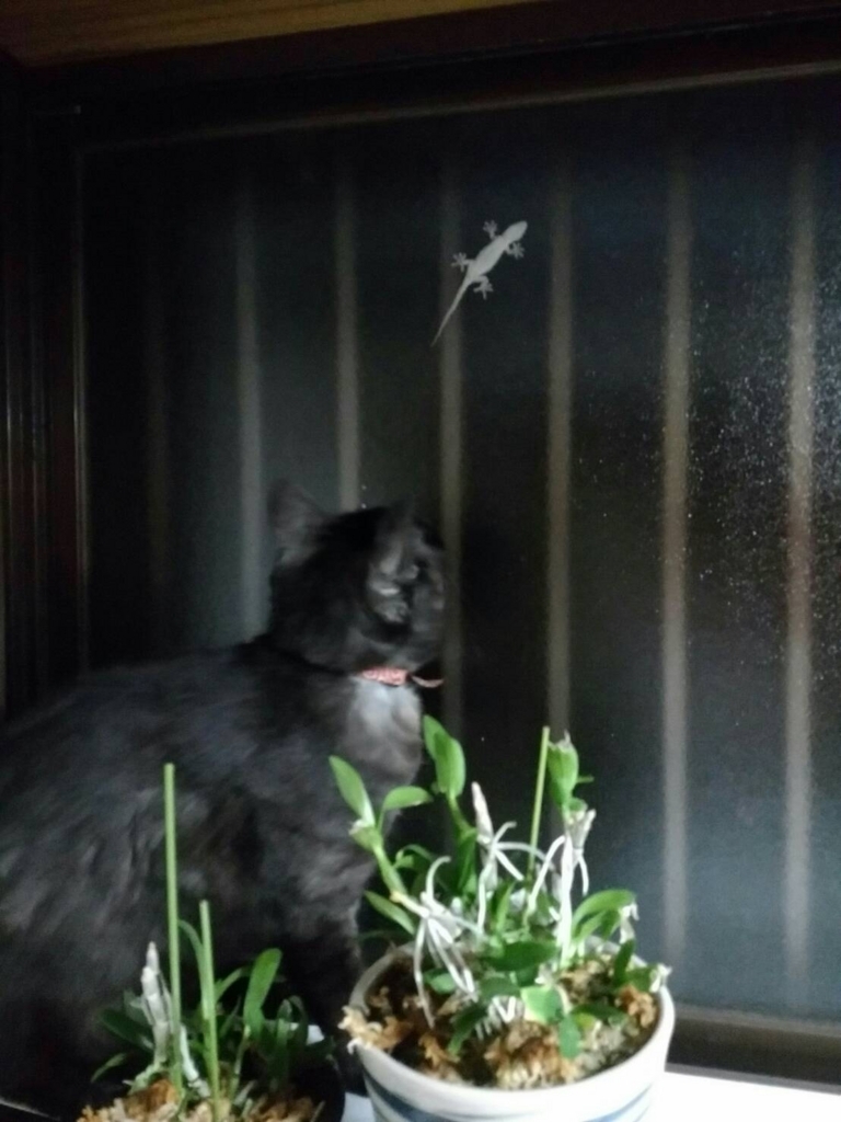 f:id:teoriahc:20170529211615j:plain