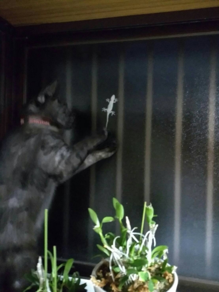 f:id:teoriahc:20170529211731j:plain