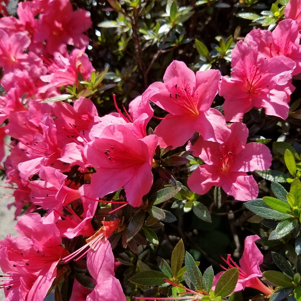 f:id:teoriahc:20170529211943j:plain