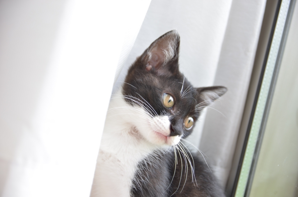 f:id:teoriahc:20170710080830j:plain