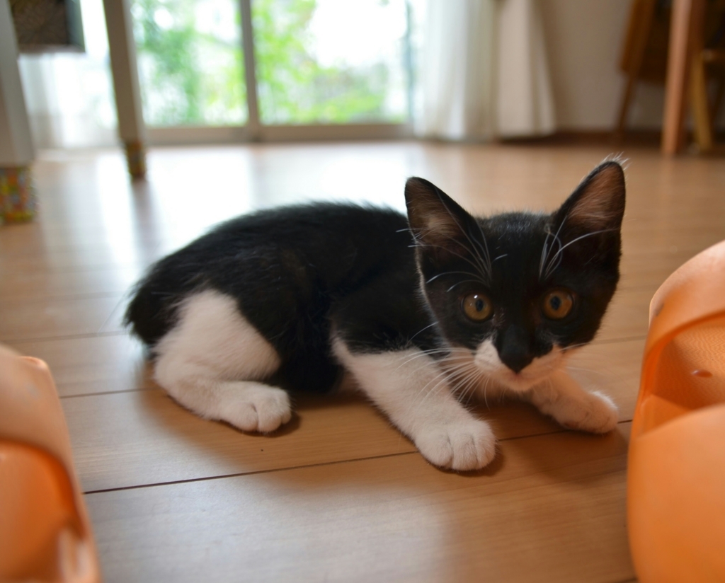 f:id:teoriahc:20170710080858j:plain