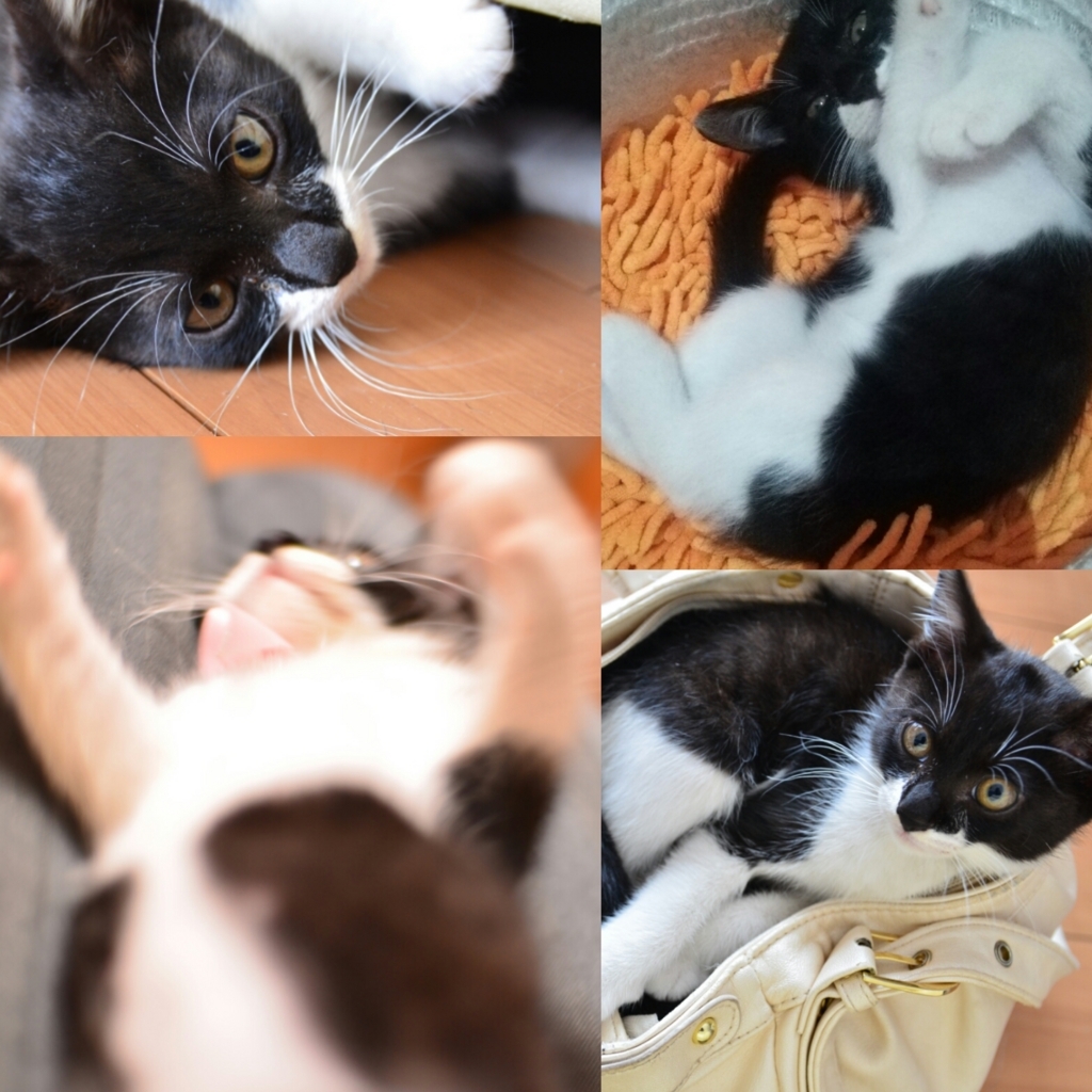 f:id:teoriahc:20170710081011j:plain