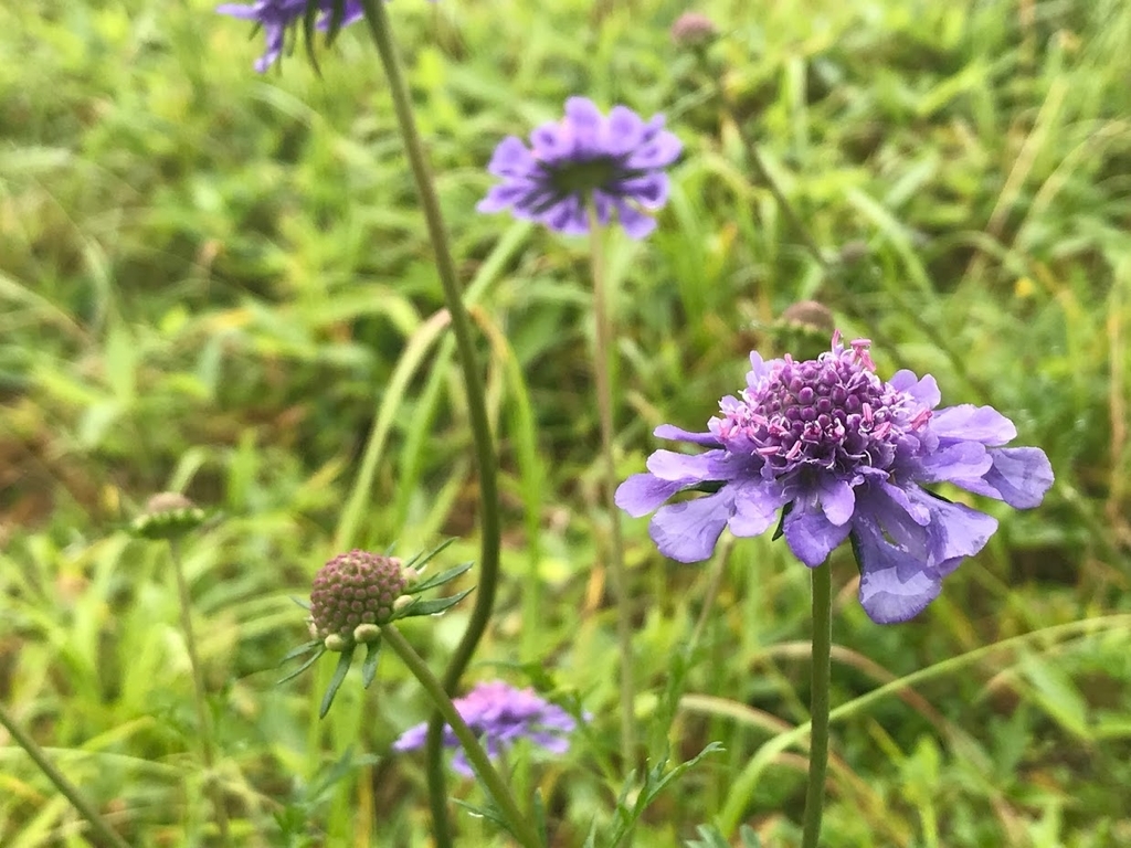 f:id:teoriahc:20180922191807j:plain