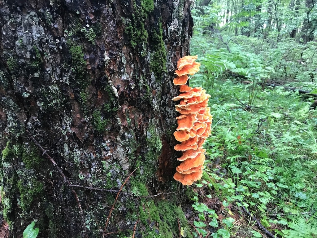 f:id:teoriahc:20180922191820j:plain