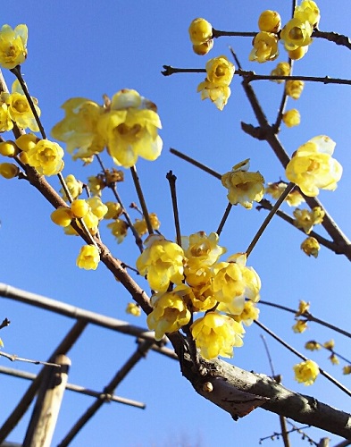 f:id:teoriahc:20190222092915j:plain