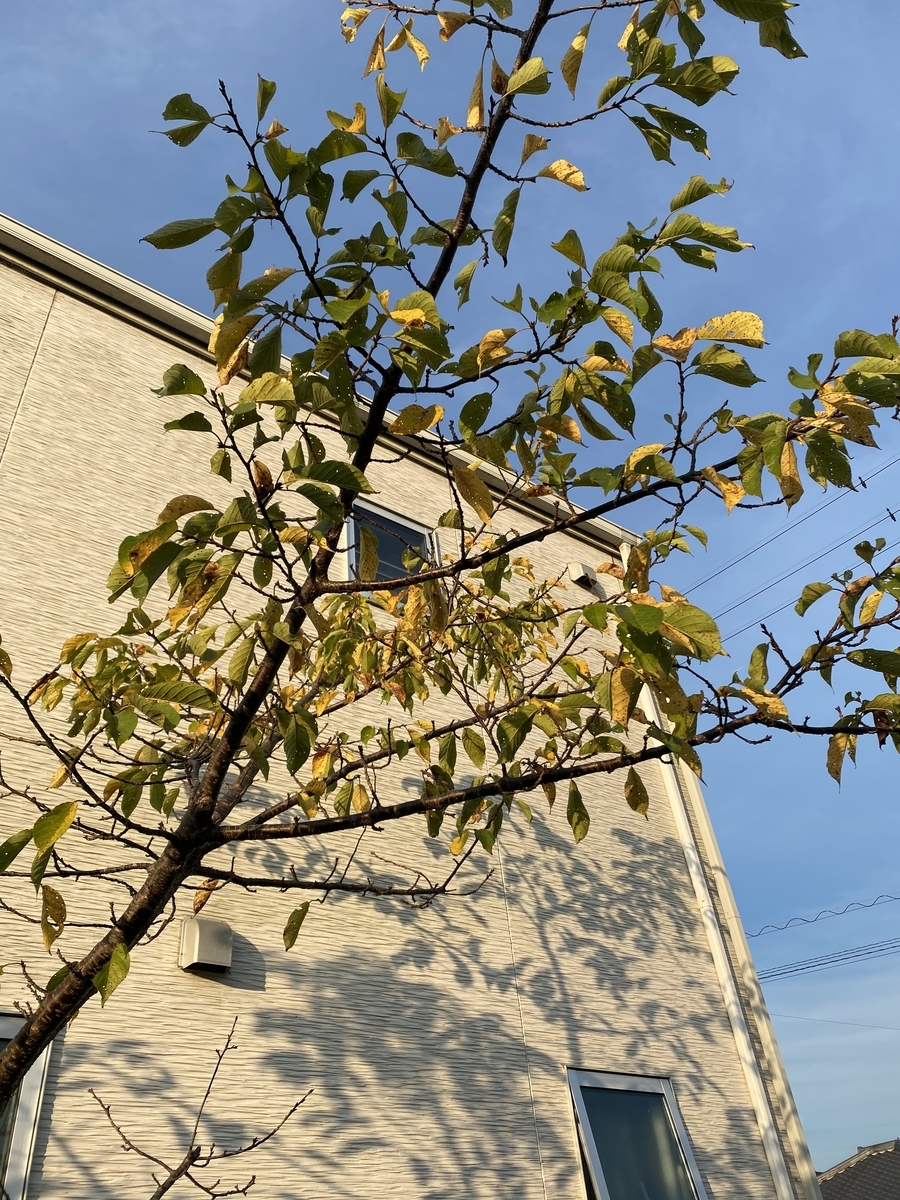 arbre-petit-jardin-pot-Robinia-faux-acacia-Robinia-pseudoacacia