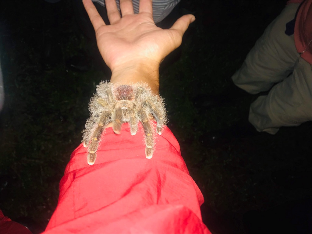 f:id:tepapepe:20190416095459j:image