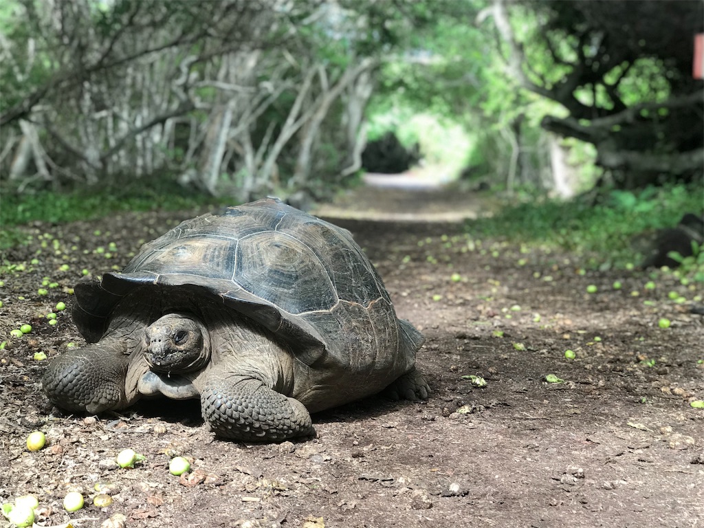 f:id:tepapepe:20190416101123j:image