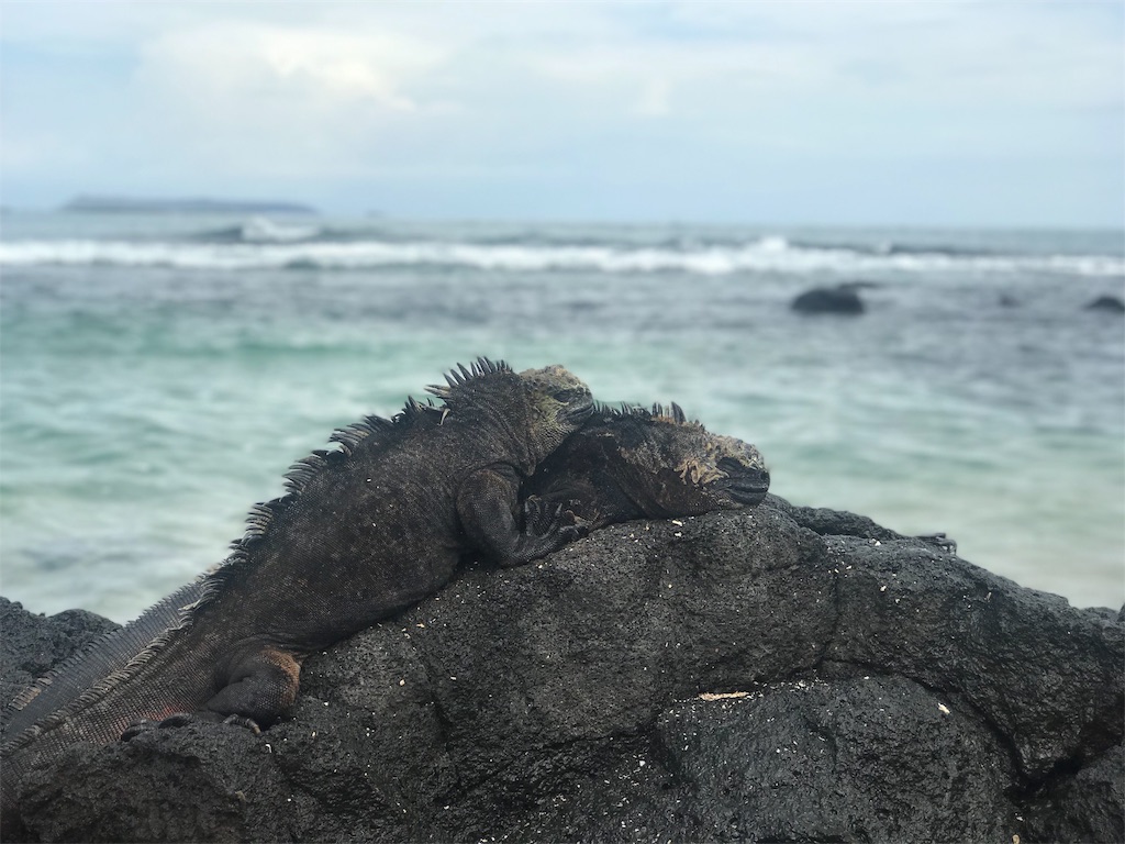 f:id:tepapepe:20190416101335j:image