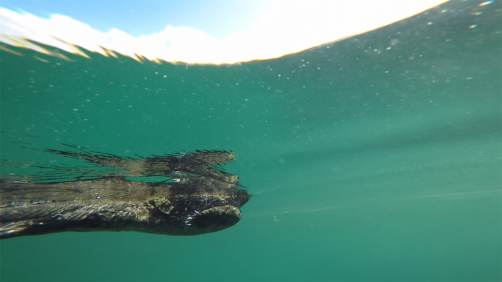 f:id:tepapepe:20190416101513p:image