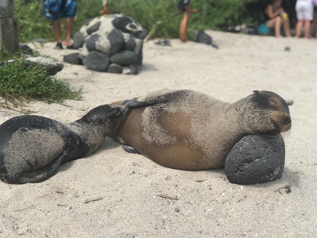 f:id:tepapepe:20190416102320j:image