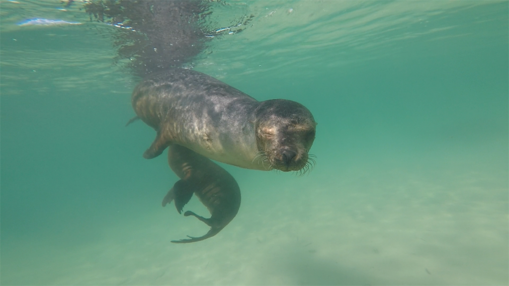 f:id:tepapepe:20190416102800p:image