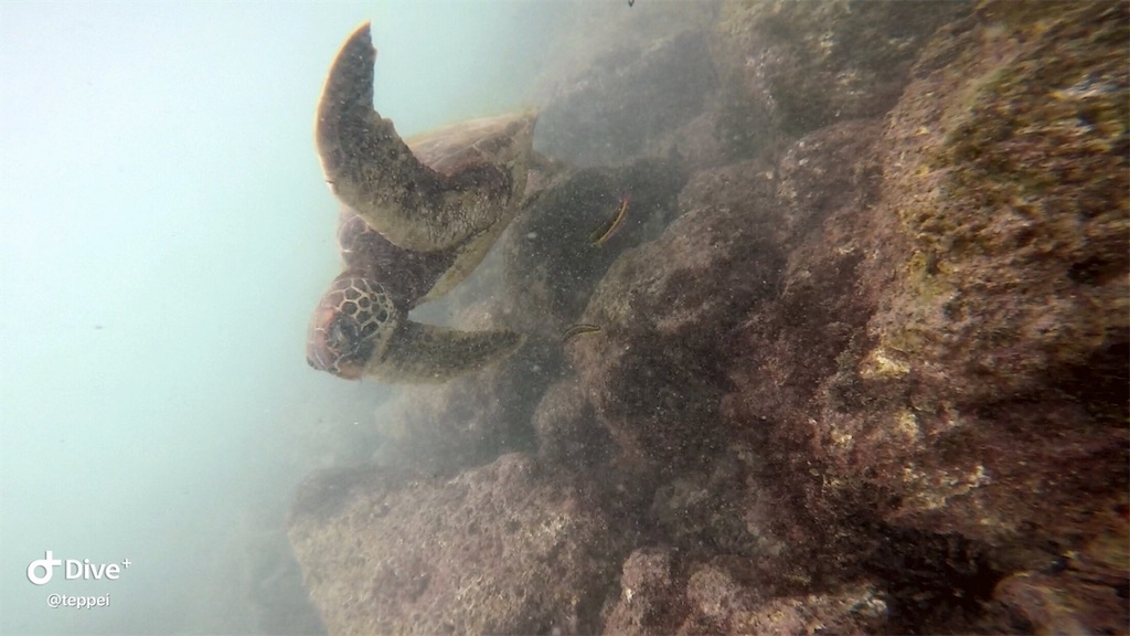 f:id:tepapepe:20190416103000j:image