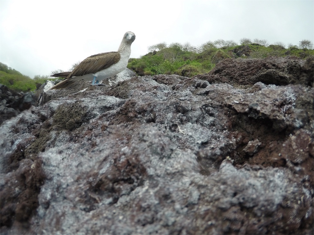 f:id:tepapepe:20190416103745j:image