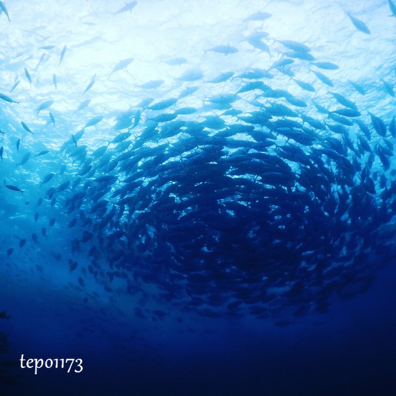 f:id:tepo1173:20170106095611j:plain マグロいけす