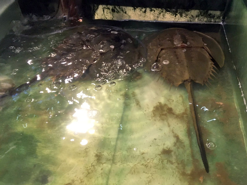 f:id:teppay75:20181104183802j:plain