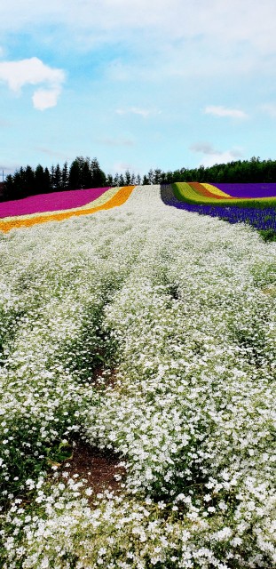 f:id:tepun55:20210902223433j:image f:id:tepun55:20210902223433j:image