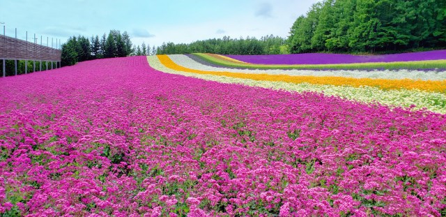 f:id:tepun55:20210902223541j:image f:id:tepun55:20210902223541j:image