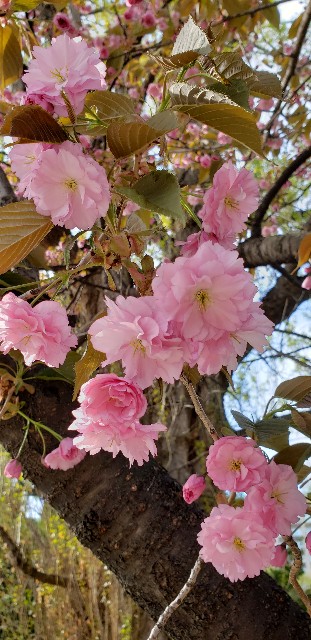 f:id:tepun55:20220507142117j:image