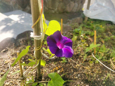 実家の庭に咲いた朝顔の花の画像