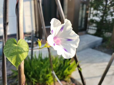 実家の庭に咲いた朝顔の花の画像