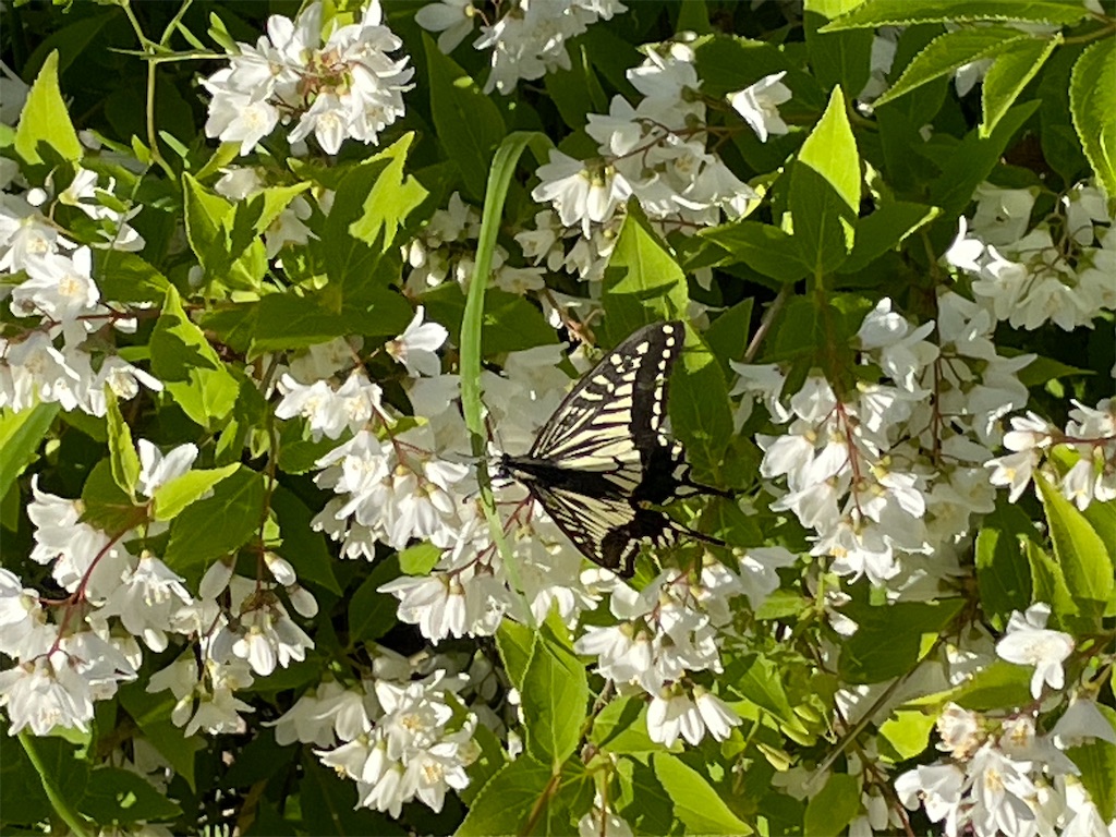 f:id:terakobuta:20210423045054j:image f:id:terakobuta:20210423045054j:image