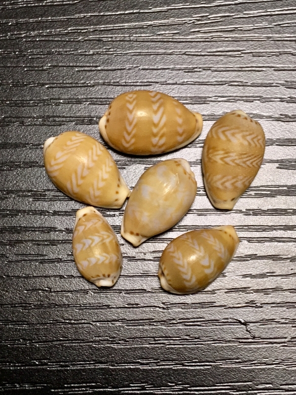 アジロダカラ - てれさの雑記